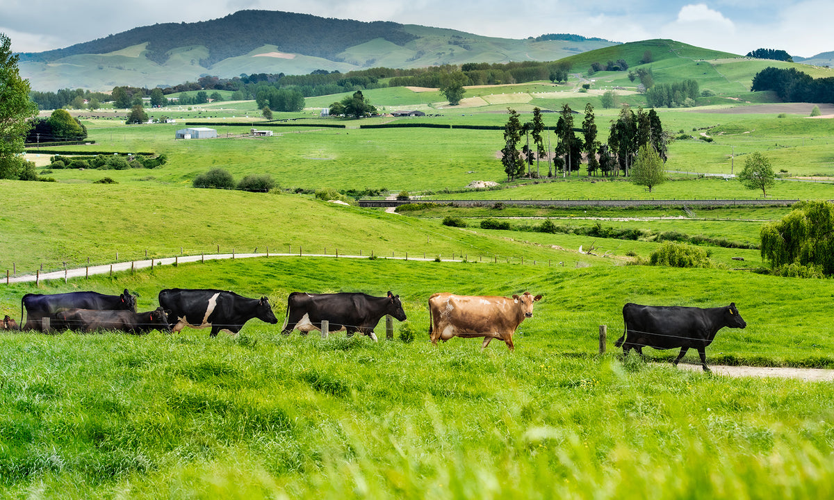 Premium grass-fed whey protein powder